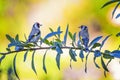 Two european male goldfinch birds , carduelis carduelis