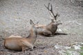 Two European noble deer Cervus elaphus Linnaeus lie on the ground at the zoo