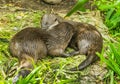 Two European otters cuddling together in the undergrowth