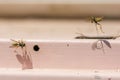 Two European paper wasps Polistes dominula Flying around a small nest Royalty Free Stock Photo