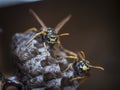 Paper wasps protecting nest Royalty Free Stock Photo