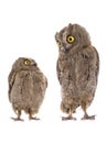 Two european scops owl