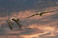 Two European sea eagles flying in a blue and red dramatic sky. Birds of prey in flight. Flying birds of prey during a Royalty Free Stock Photo