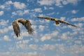 Two European sea eagles flying in a blue sky and white clouds. Birds of prey in flight. Flying birds of prey during a Royalty Free Stock Photo