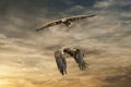 Two European sea eagles flying in a brown and yellow dramatic sky. Birds of prey in flight. Flying birds of prey during Royalty Free Stock Photo