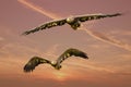 Two European sea eagles flying in a red dramatic sky. Birds of prey in flight. Flying birds of prey during a hunt Royalty Free Stock Photo