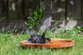 Two European starling, sturnus vulgaris, washing in a bird bath Royalty Free Stock Photo