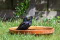 Two European starling, sturnus vulgaris, washing in a bird bath Royalty Free Stock Photo