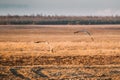 Two European White Stork Ciconia Ciconia Flying Above Spring Field in Belarus Royalty Free Stock Photo