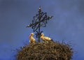 Two european white storks, ciconia, in the nest