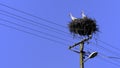 Two European White Storks in nest  on top of electric pillar on blue sky background Royalty Free Stock Photo