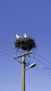 Two European White Storks in nest  on top of electric pillar on blue sky background Royalty Free Stock Photo