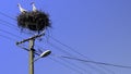 Two European White Storks in nest  on top of electric pillar on blue sky background Royalty Free Stock Photo