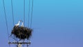 Two European White Storks in nest  on top of electric pillar on blue sky background Royalty Free Stock Photo