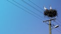 Two European White Storks in nest  on top of electric pillar on blue sky background Royalty Free Stock Photo