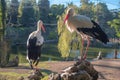 Two European white storks on rock Royalty Free Stock Photo