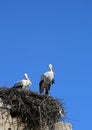 Two European White Storks standing in Their Nests in Rabat Royalty Free Stock Photo