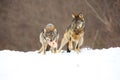 Two european wild wolfs Canis lupus lupus fighting for the prey in the snow. Snow around, brown background Royalty Free Stock Photo