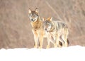 Two european wild wolfs Canis lupus lupus fighting for the prey in the snow Royalty Free Stock Photo