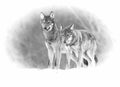 Two european wild wolfs Canis lupus lupus fighting for the prey in the snow. Black and white Royalty Free Stock Photo