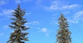 Two evergreen fir trees against blue sky with white clouds background. Royalty Free Stock Photo