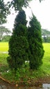 two evergreen trees in green