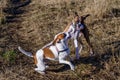 Two excited dogs racing around in a dog park having fun on a sunny winter day Royalty Free Stock Photo