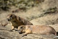 Two Exhausted Prairie Dogs Taking a Rest Royalty Free Stock Photo