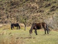 Two Exmoor ponies grazing on the moor. Royalty Free Stock Photo