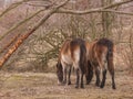 Two Exmoor ponies on meadow