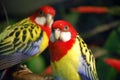 Exotic Birds Royalty Free Stock Photo