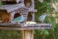 Two exotic scrub tanagers birds Royalty Free Stock Photo