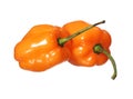 Two Extremely Hot Habanero Peppers isolated on white Royalty Free Stock Photo
