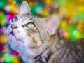 Two eye color cat looking outside window colorful background Royalty Free Stock Photo