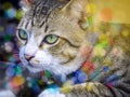Two eye color cat looking outside window colorful background Royalty Free Stock Photo