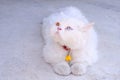 Two-eyed Persian cat with blue and yellow, fur white lies lying on the ground on natural background. Royalty Free Stock Photo