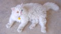 Two-eyed Persian cat with blue and yellow, fur white lies lying on the ground on natural background. Royalty Free Stock Photo