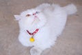 Two-eyed Persian cat with blue and yellow, fur white lies lying on the ground on natural background. Royalty Free Stock Photo