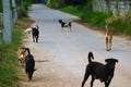 two-eyed stray dog is caused by abnormalities of genes, Or caused by cross-breeding