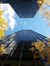 Two facing skyscrapers in midtown with yellow trees