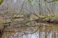 Two fallen trees over the Leubeek river, trunks and branches reflected in the water surface Royalty Free Stock Photo