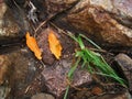 TWO FALLEN YELLOW LEAVES AT THE END OF SUMMER LYING BETWEEN ROCKS WITH A CLUMP OF GREEN GRASS