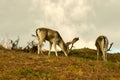 Two Fallow deer in long grass Royalty Free Stock Photo