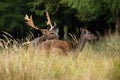 Two fallow deer mating in long grass in autumn nature