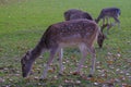 Two fallow deer in the meadow grazing. Wildlife nature.