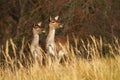 Two fallow deer observing on pasture in autumn nature