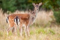 Two fallow deer standing on meadow in autumn nature Royalty Free Stock Photo