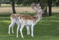 Two fallow deer stood together in a field