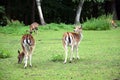 Two fallow deer walking away on the grass photography Royalty Free Stock Photo