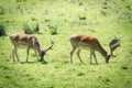 Two fallow deers on a field